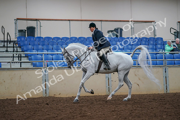 2019 Morgan Horse Show - Aug 30, 2019 - 17497