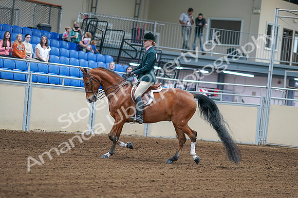 2020 - AB Morgan Horse - Fri, Sept 04 - 01544