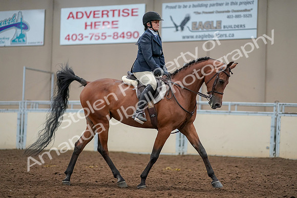 2019 Morgan Horse Show - Aug 30, 2019 - 22608