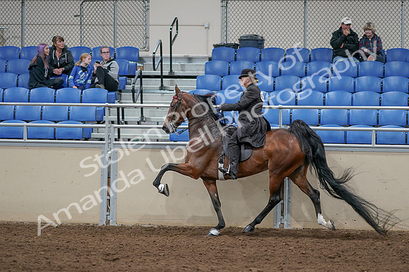 2020 - AB Morgan Horse - Fri, Sept 04 - 09793