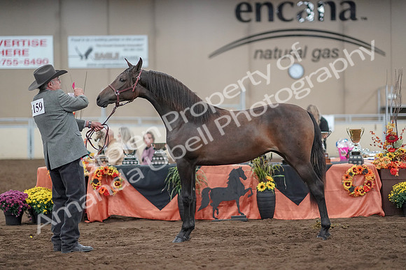 2019 Morgan Horse Show - Aug 31, 2019 - 02897