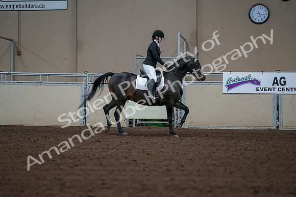 2019 Morgan Horse Show - Aug 30, 2019 - 18538