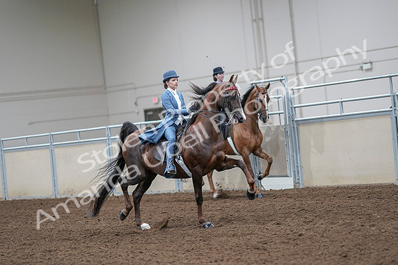 2020 - AB Morgan Horse - Fri, Sept 04 - 05040