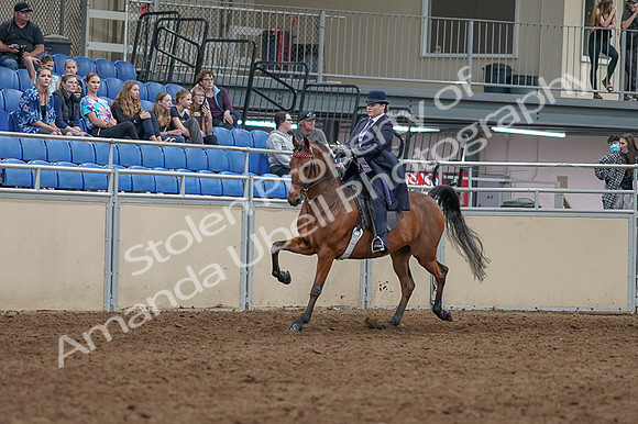 2020 - AB Morgan Horse - Fri, Sept 04 - 11453