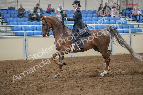 2020 - AB Morgan Horse - Fri, Sept 04 - 11102