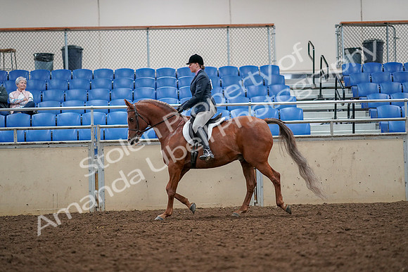 2019 Morgan Horse Show - Aug 30, 2019 - 22320
