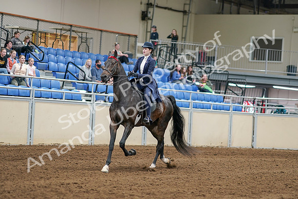 2020 - AB Morgan Horse - Sat, Sept 05 - 06254