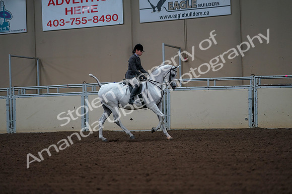 2019 Morgan Horse Show - Aug 30, 2019 - 17548