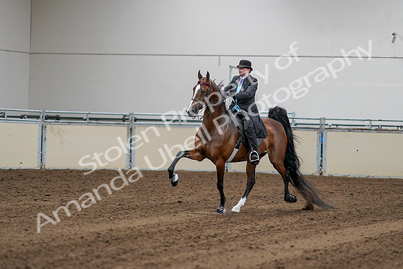 2020 - AB Morgan Horse - Sat, Sept 05 - 13139