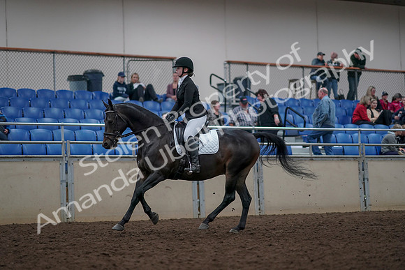 2019 Morgan Horse Show - Aug 31, 2019 - 16655