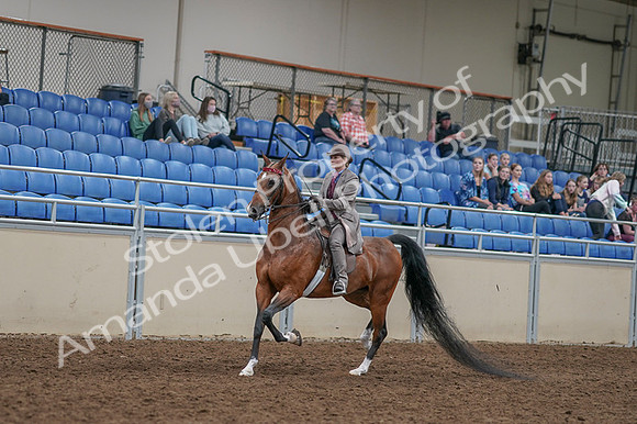 2020 - AB Morgan Horse - Fri, Sept 04 - 11360