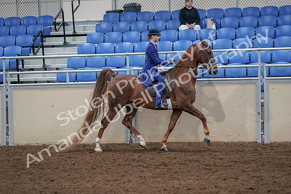 2020 - AB Morgan Horse - Fri, Sept 04 - 05259