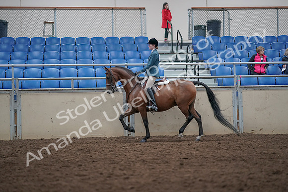 2019 Morgan Horse Show - Aug 31, 2019 - 17130