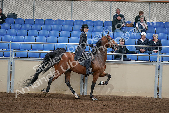 2020 - AB Morgan Horse - Sat, Sept 05 - 06775