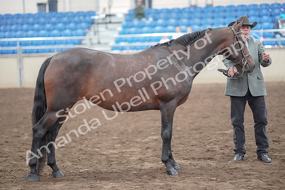 2019 Morgan Horse Show - Aug 31, 2019 - 03779