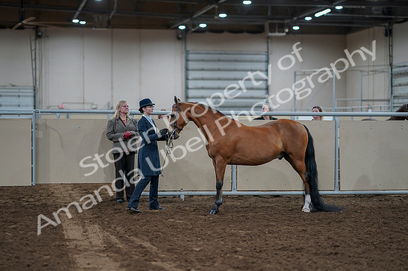 2020 - AB Morgan Horse - Fri, Sept 04 - 00938