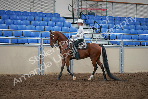 2020 - AB Morgan Horse - Fri, Sept 04 - 03482