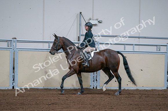 2020 - AB Morgan Horse - Fri, Sept 04 - 01668