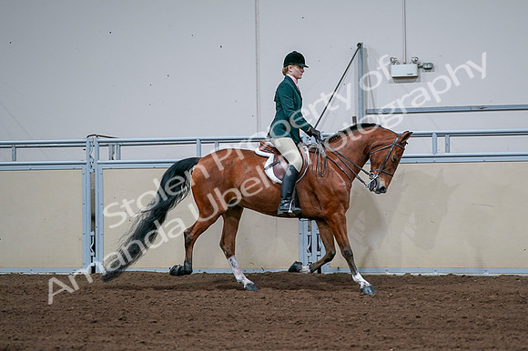 2020 - AB Morgan Horse - Fri, Sept 04 - 01871