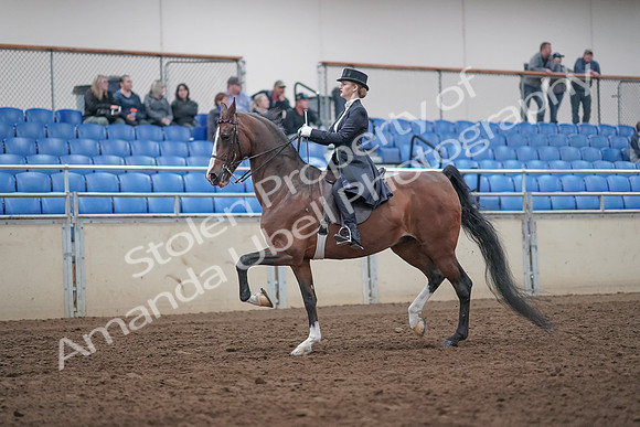 2019 Morgan Horse Show - Aug 31, 2019 - 20373