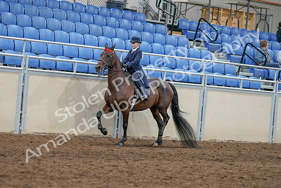 2020 - AB Morgan Horse - Sat, Sept 05 - 04760