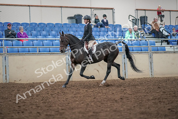 2019 Morgan Horse Show - Aug 30, 2019 - 20383