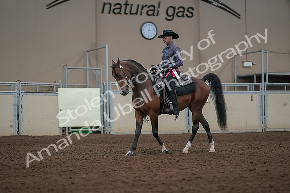 2019 Morgan Horse Show - Aug 31, 2019 - 06263