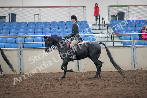 2019 Morgan Horse Show - Aug 31, 2019 - 17141