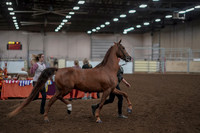2019 Morgan Horse Show - Aug 31, 2019 - 01038