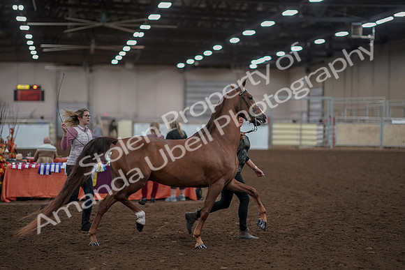 2019 Morgan Horse Show - Aug 31, 2019 - 01038