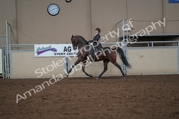 2019 Morgan Horse Show - Aug 30, 2019 - 27981
