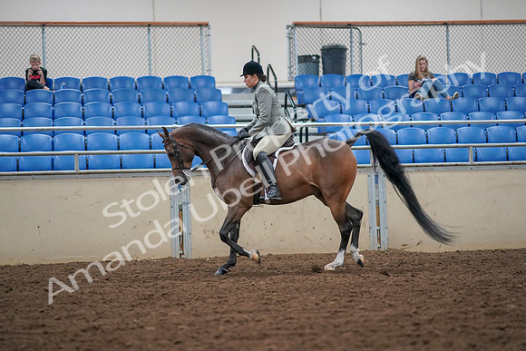 2019 Morgan Horse Show - Aug 30, 2019 - 17289