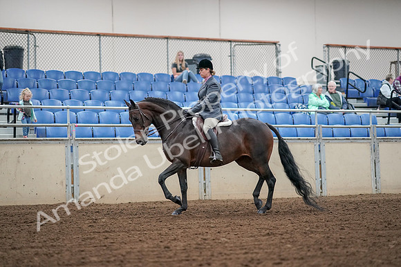2019 Morgan Horse Show - Aug 30, 2019 - 13881