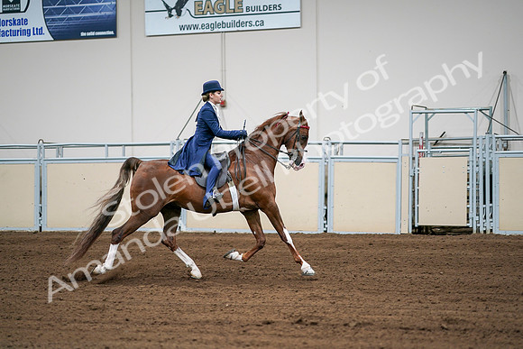 2020 - AB Morgan Horse - Sat, Sept 05 - 06329