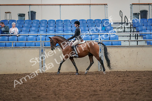 2019 Morgan Horse Show - Aug 30, 2019 - 23152