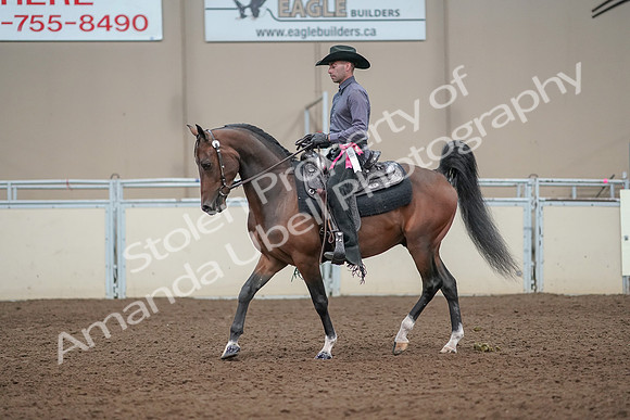2019 Morgan Horse Show - Aug 31, 2019 - 06278