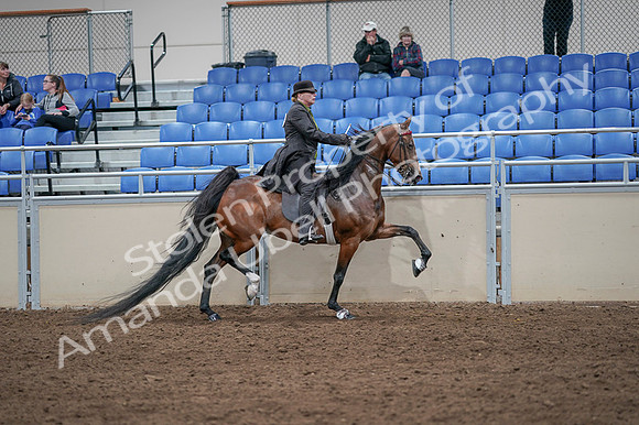 2020 - AB Morgan Horse - Fri, Sept 04 - 09818