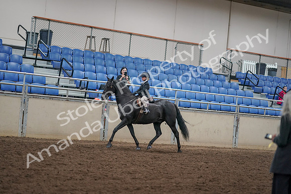 2019 Morgan Horse Show - Aug 30, 2019 - 12681