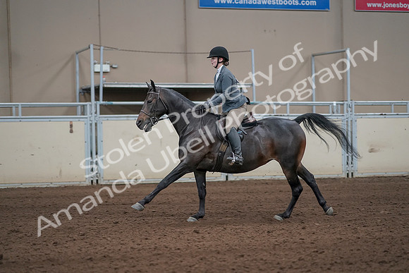 2019 Morgan Horse Show - Sept 01, 2019 - 10985