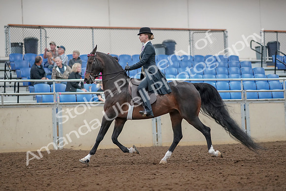 2019 Morgan Horse Show - Aug 30, 2019 - 25004