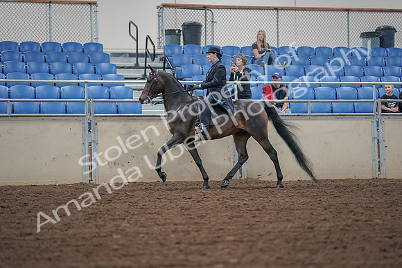 2019 Morgan Horse Show - Aug 30, 2019 - 15298