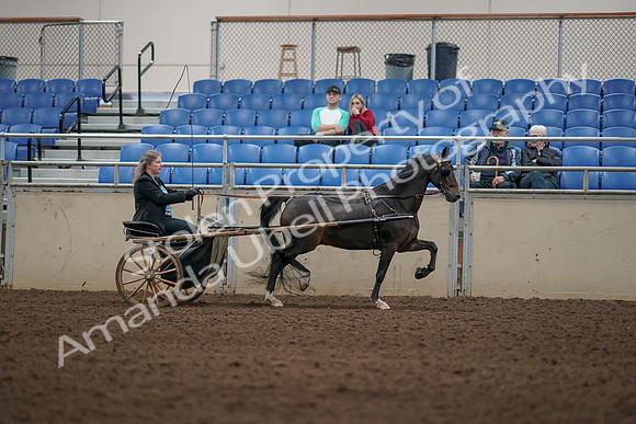 2019 Morgan Horse Show - Aug 31, 2019 - 04470