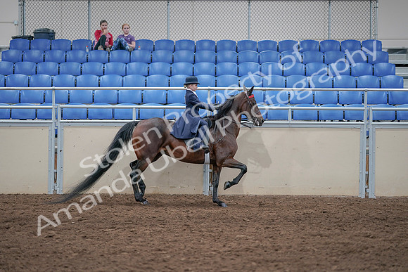 2020 - AB Morgan Horse - Sat, Sept 05 - 04896