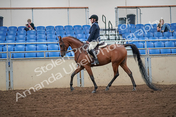2019 Morgan Horse Show - Aug 30, 2019 - 16258