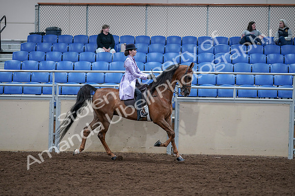 2020 - AB Morgan Horse - Fri, Sept 04 - 05093