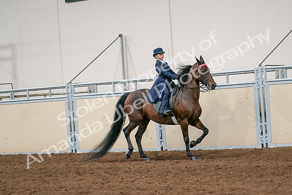 2020 - AB Morgan Horse - Sat, Sept 05 - 04832