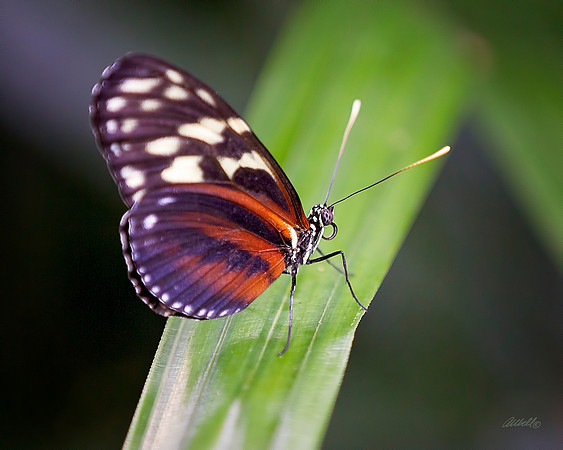 Insects - 027