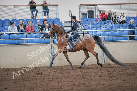 2019 Morgan Horse Show - Aug 31, 2019 - 19927