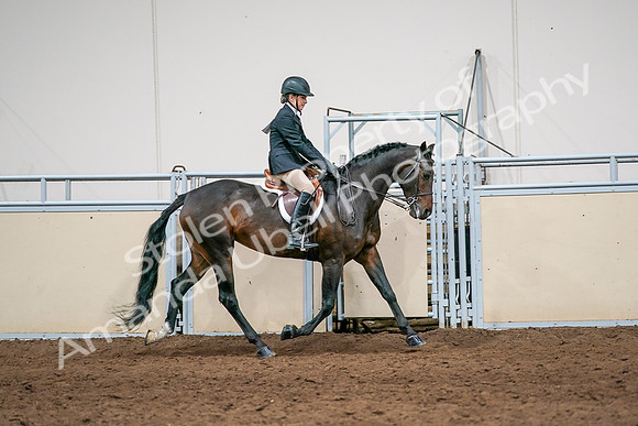 2020 - AB Morgan Horse - Sun, Sept 06 - 08096