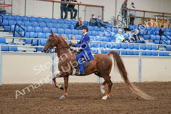 2020 - AB Morgan Horse - Fri, Sept 04 - 04878